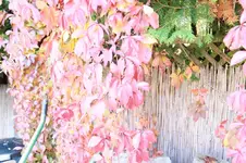 garten.webp