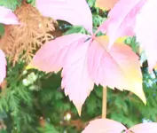 garten3.webp