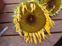 Sonnenblume1DSC02662.webp
