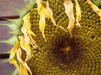 Sonnenblume1aDSC02664.webp