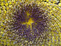 Sonnenblume1aaDSC02661.webp