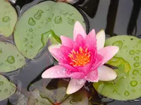 SeeroseDSC02489.webp