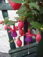 Fuchsie1DSC02676.webp