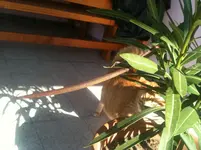 oleander 008.webp