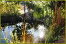Teich.webp