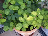 100_5700.webp