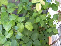 100_5701.webp