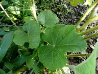 Stockrose1.webp