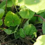 Stockrose3.webp