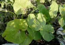 Stockrose5.webp