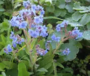 blaue blume.webp