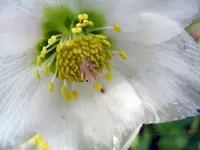 christrose.webp