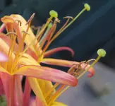 geißblatt 3.webp