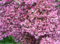 Garten 010.webp