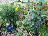 Garten 007.webp