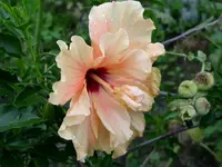 PICT0018.webp