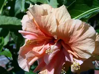 PICT0043.webp