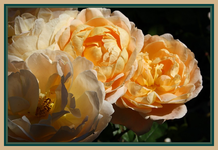10.10 (12).webp