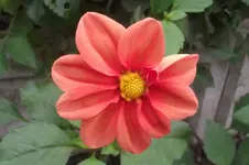 Garten 033.webp
