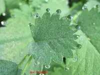 tropfen.webp