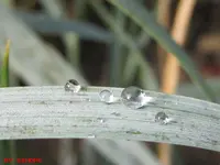 strandhafer.webp