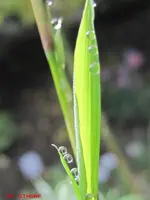 bambustropfen.webp