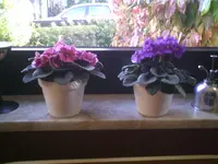 PIC00418.webp