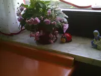 PIC00438.webp