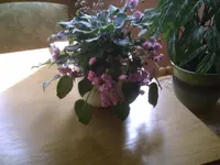 PIC00439.webp