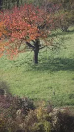 13.10.2010 026.webp