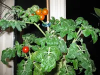 IMG_1290.webp