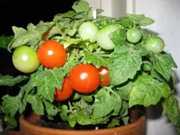 IMG_1292.webp