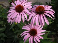 neu 301.webp