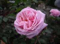 IMGP5000.webp