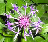 Flockenblume.webp