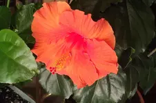 Garten 008.webp