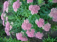 08_10_10 001.webp
