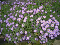 Kissenaster.webp