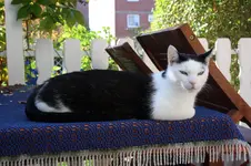 nappi.webp