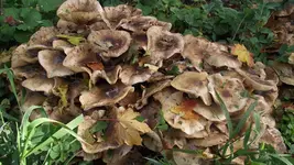 14.10.2010 042.webp