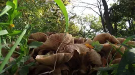 14.10.2010 044.webp