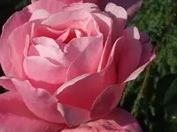 DSCF8412.webp