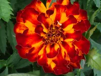DSCF8282.webp