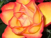 DSCF5755.webp
