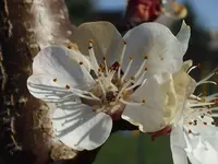 DSCF6510.webp
