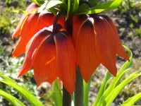 DSCF6566.webp