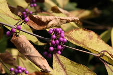 IMG_8735a lila Beeren.webp