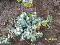 100_2137.webp