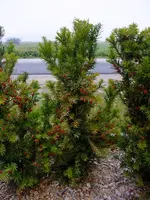 DSCF5454.webp
