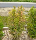 DSCF5450.webp